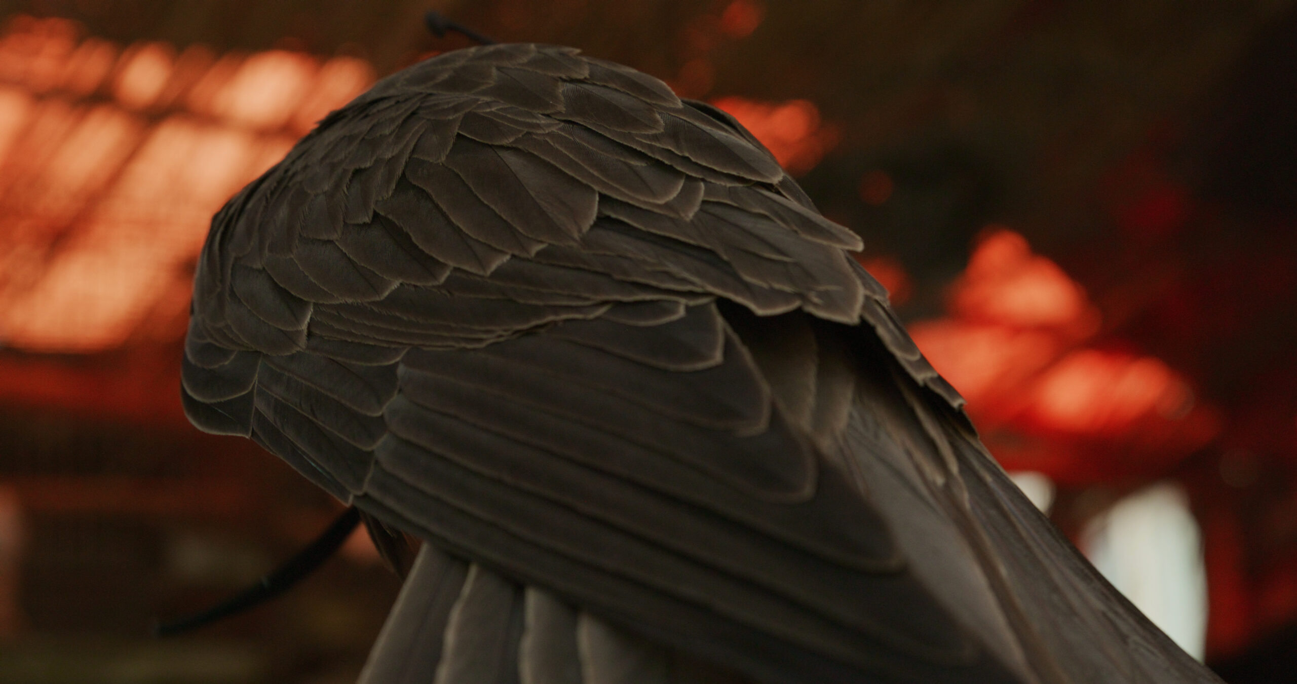 Attraversamenti Cinematografici